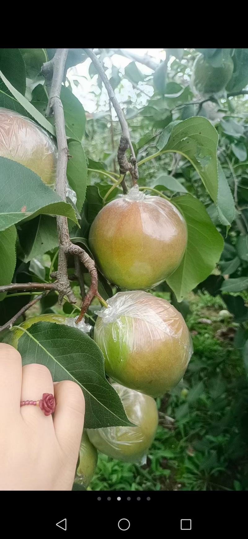 玉露香梨口感脆甜，自家种植，