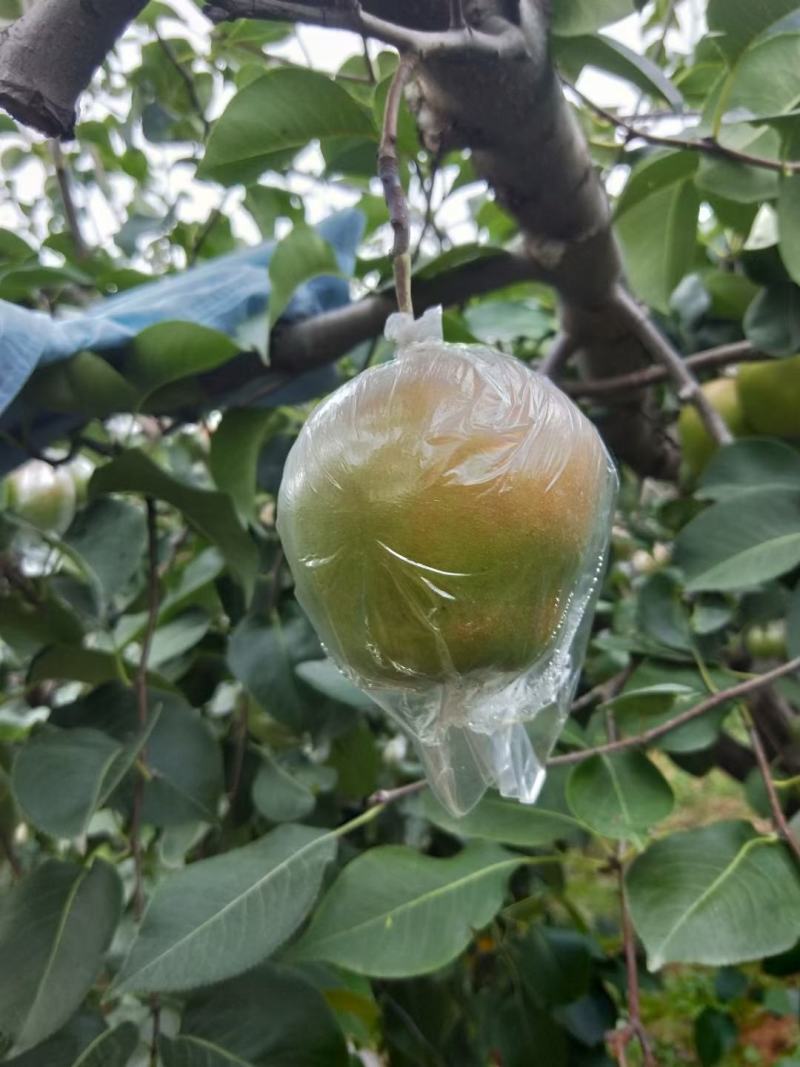 玉露香梨口感脆甜，自家种植，
