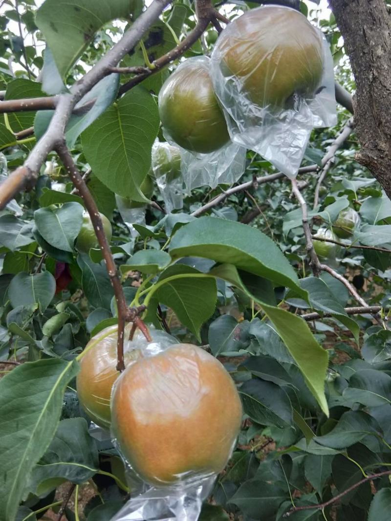 玉露香梨口感脆甜，自家种植，