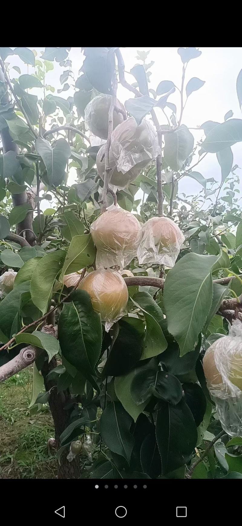 玉露香梨口感脆甜，自家种植，