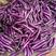 紫艳紫皮长茄种子春季农家小院种植蔬菜种籽高产紫红长茄子