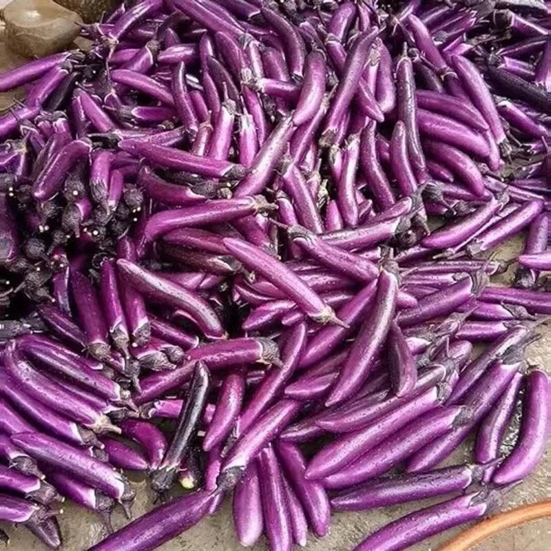 紫艳紫皮长茄种子春季农家小院种植蔬菜种籽高产紫红长茄子