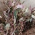 蜂窝草