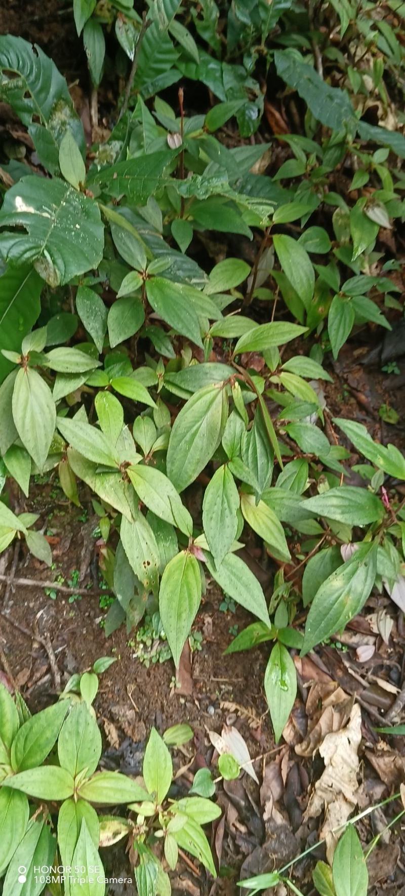 蜂窝草