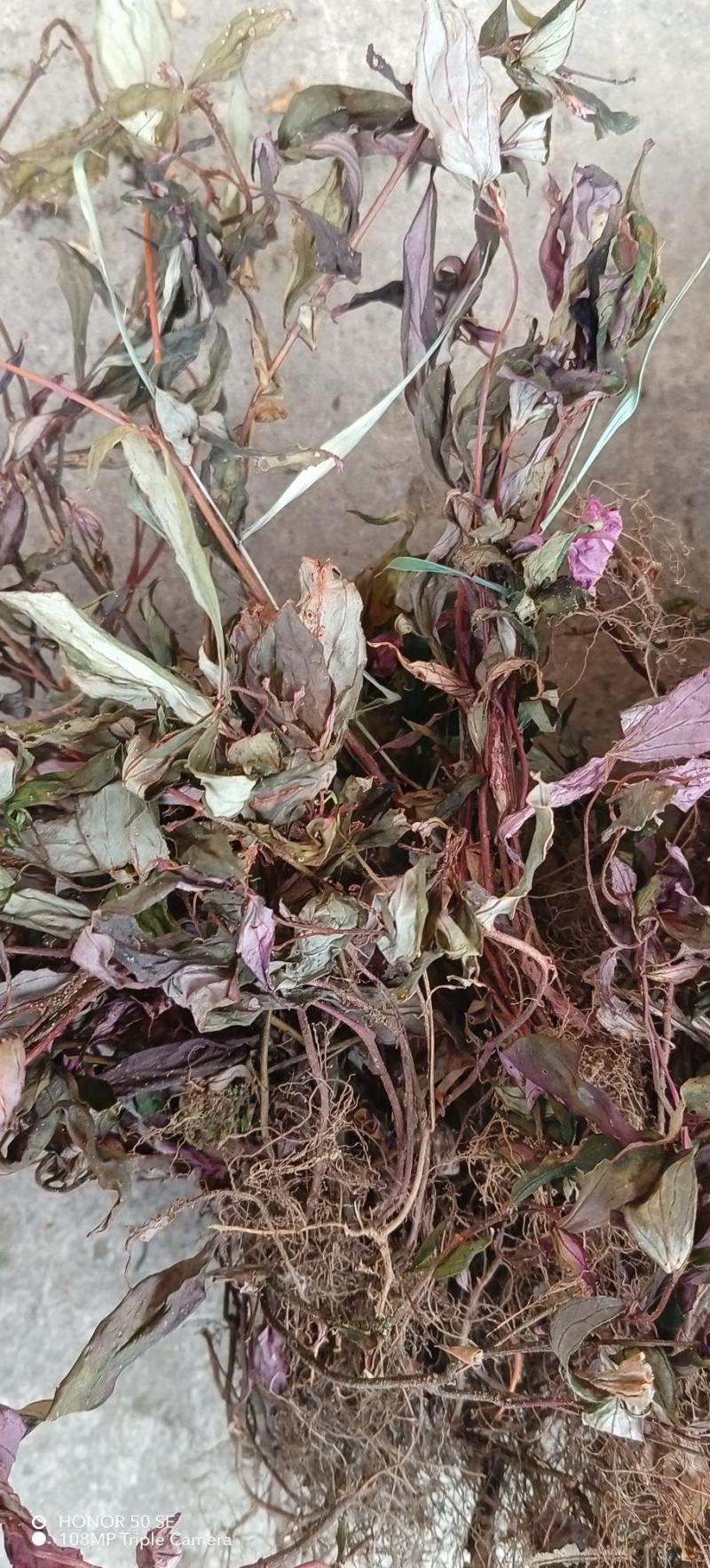 蜂窝草