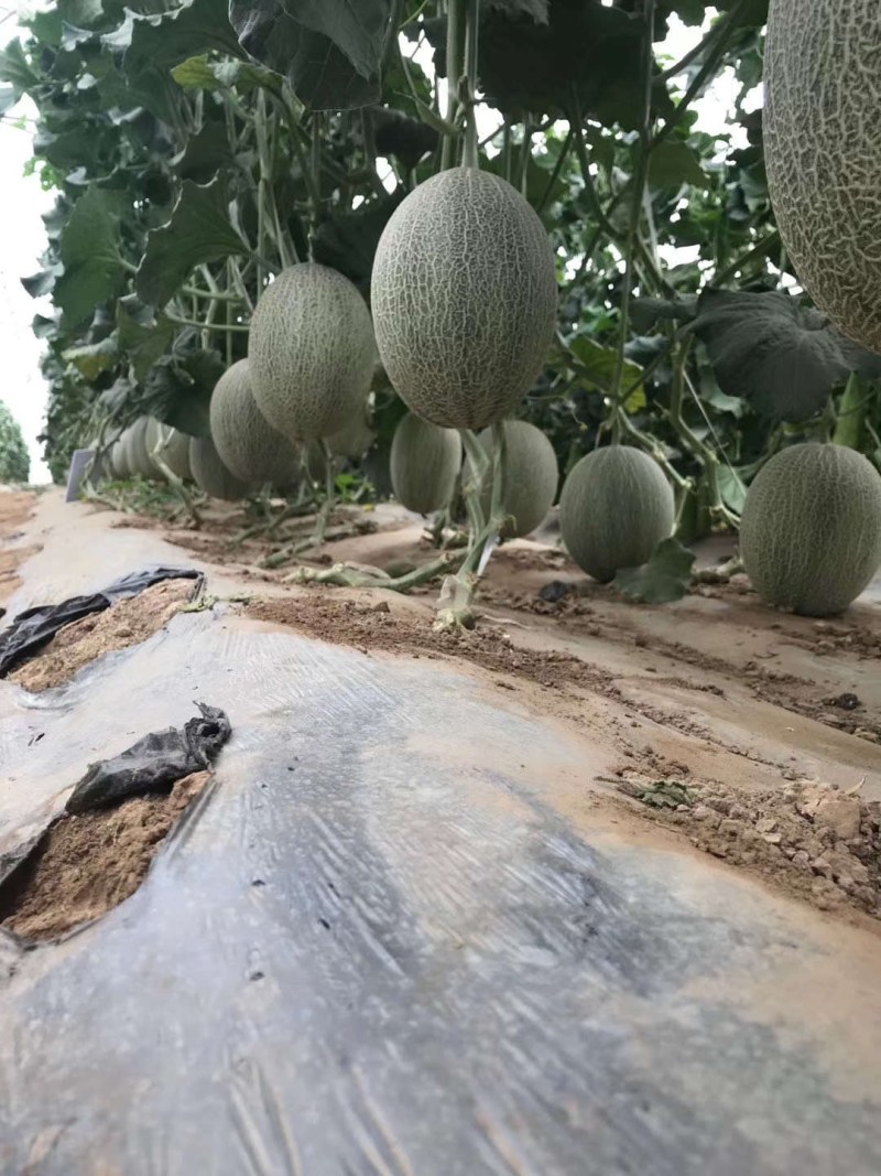 广西种苗育苗哈密瓜苗代育加工品质保证优！