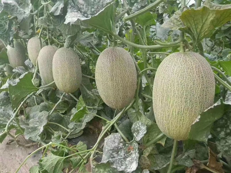 广西种苗育苗哈密瓜苗代育加工品质保证优！