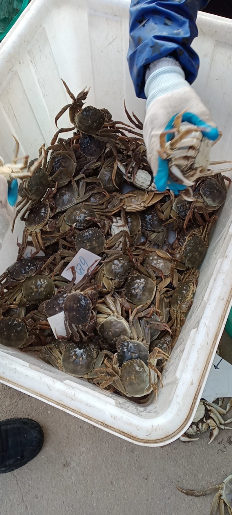 大量供应优质螃蟹