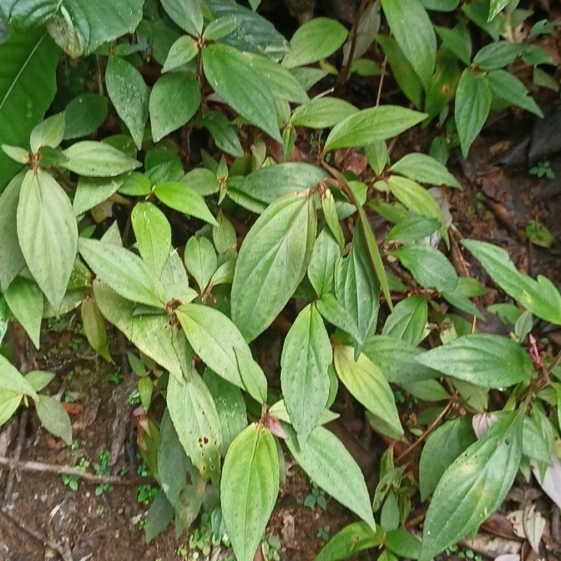 蜂窝草