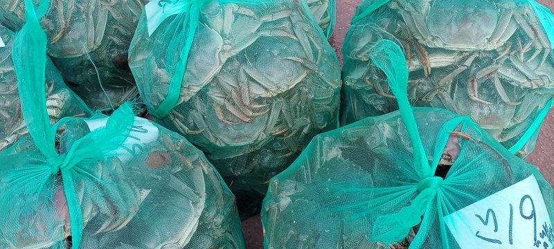 大量供应优质螃蟹
