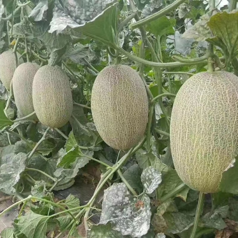 广西种苗育苗哈密瓜苗代育加工品质保证优！