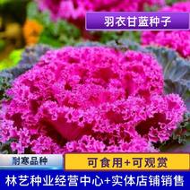羽衣甘蓝种子观赏食用型甘蓝蔬菜孑阳台四季盆栽春季种植