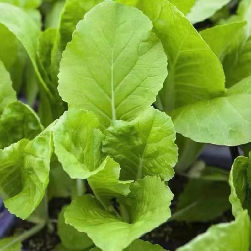 白帮小白菜种子四季播青菜种籽快菜籽农家庭院阳台盆栽蔬菜种
