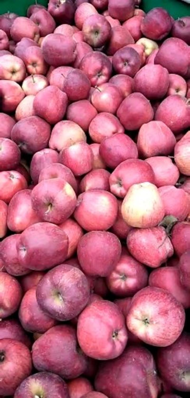 天水花牛礼县花牛苹果上市了货源充足，有需要收小苹果的联系
