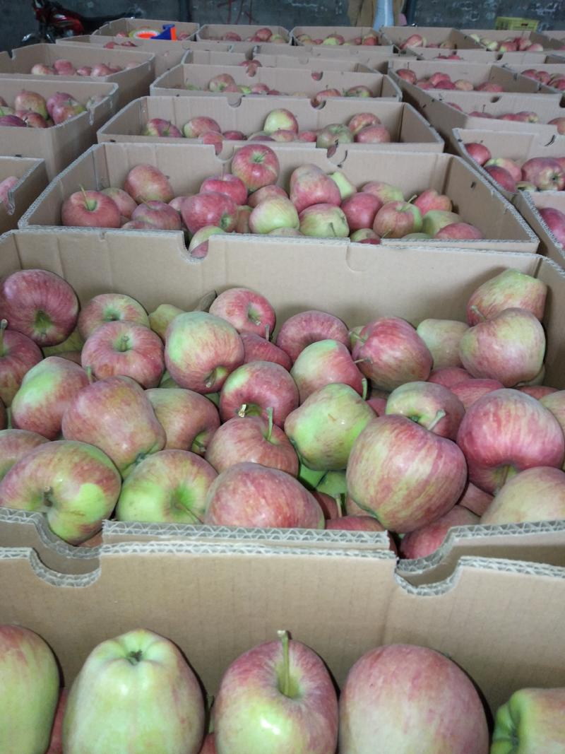 天水花牛礼县花牛苹果上市了货源充足，有需要收小苹果的联系