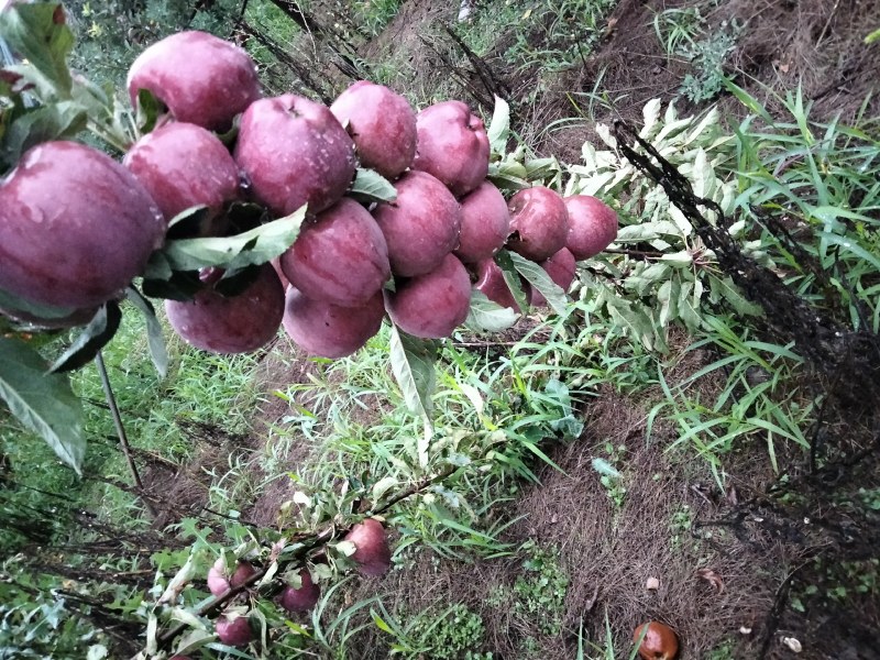 天水花牛苹果大量上市，货源充足价格实惠，代发全国