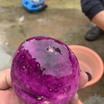 威宁紫薯