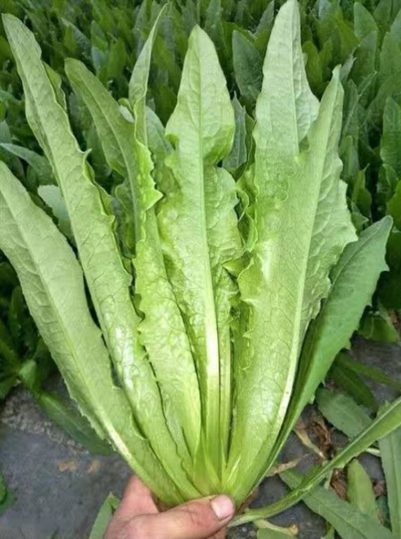 四季油麦菜种子耐热寒鲜嫩清香庭院盆栽四季春季秋冬夏蔬菜子