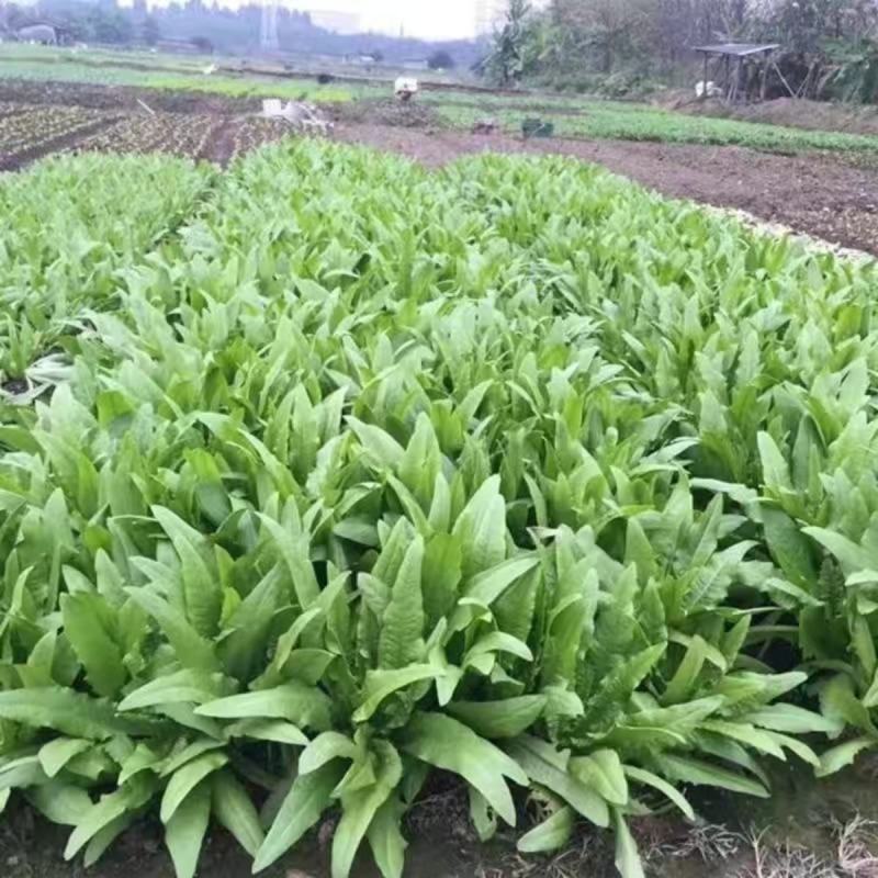 四季油麦菜种子耐热寒鲜嫩清香庭院盆栽四季春季秋冬夏蔬菜子