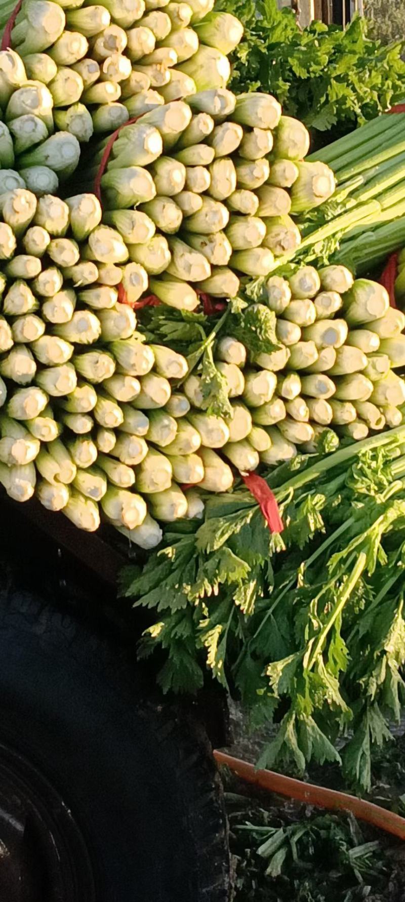 芹菜，大量有货，需要的老板欢迎电联，质量保证，大量供应