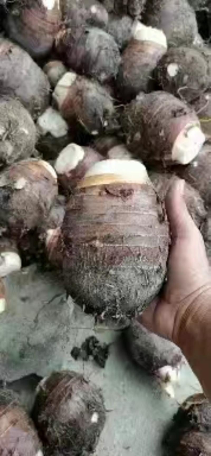 广西芋头芋荔浦芋槟榔芋大量供应电商货出口加工货市场货