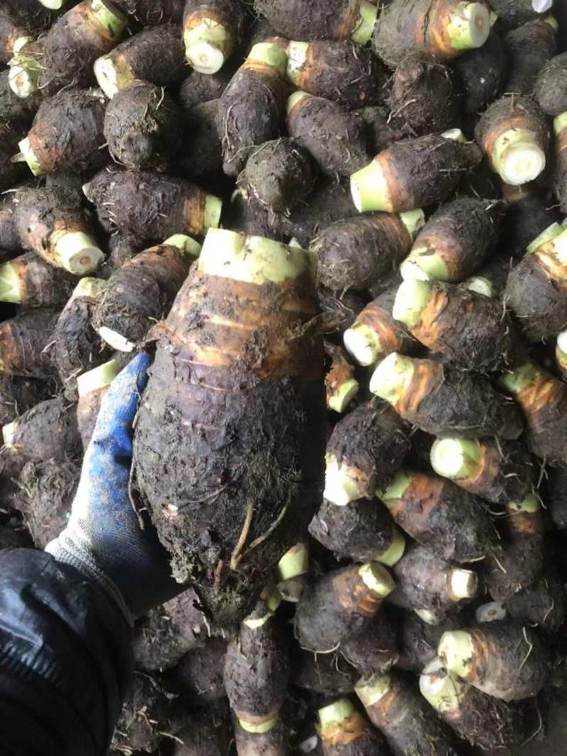 广西芋头芋荔浦芋槟榔芋大量供应电商货出口加工货市场货