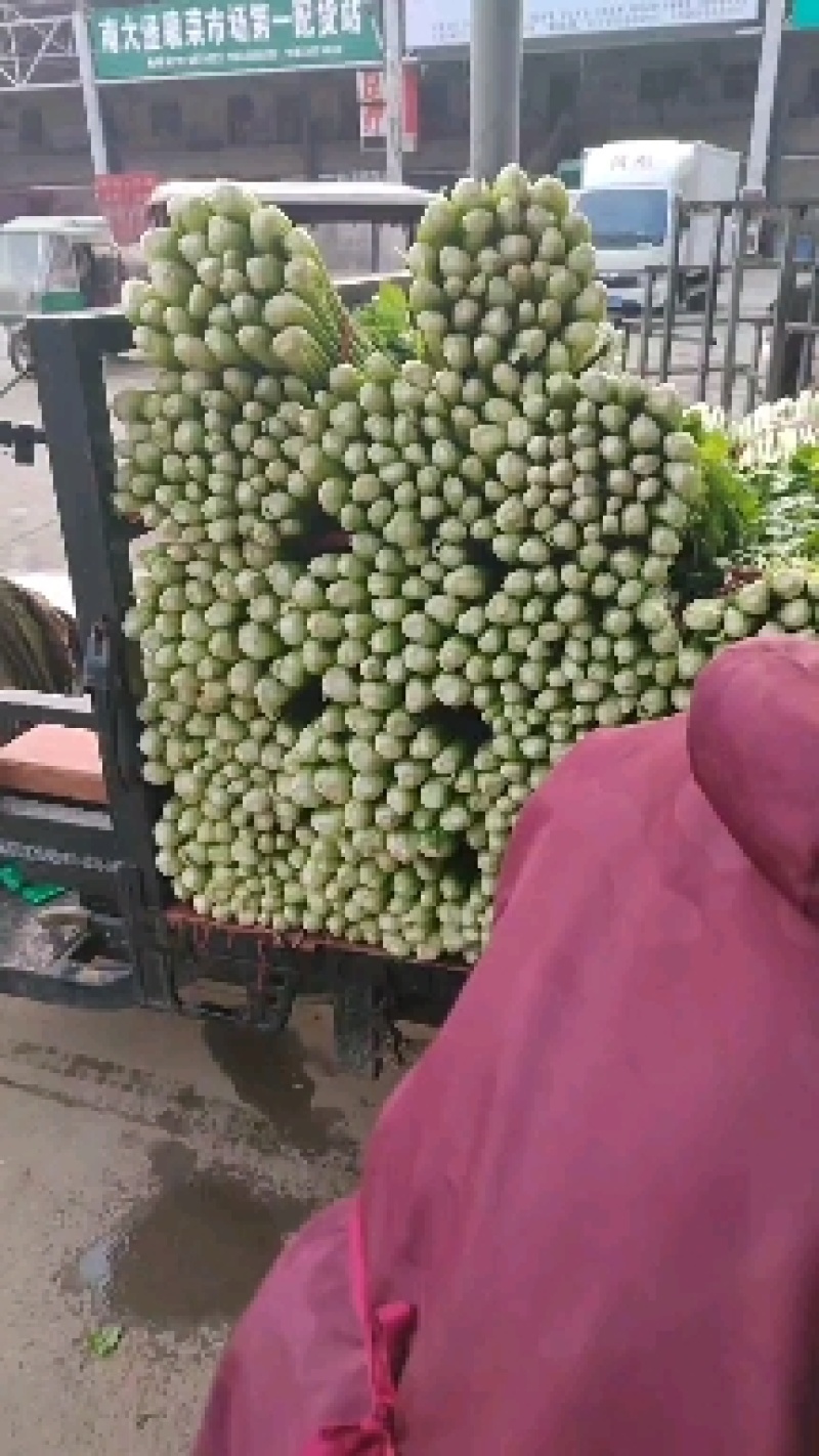 芹菜，大量有货，需要的老板欢迎电联，质量保证，大量供应