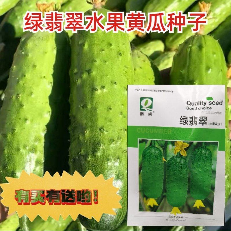 绿翡翠水果黄瓜种子甜脆节节瓜小黄瓜菜园阳台盆栽蔬菜种