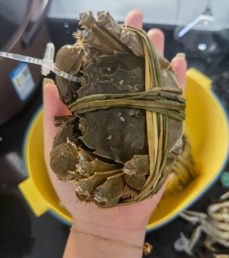 江苏河蟹，大闸蟹火爆上市，兴化蟹塘直发，全国发货！
