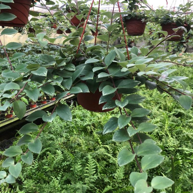 锦叶口红翡翠口红花四季开花室内高档垂吊盆栽荷兰进口花卉
