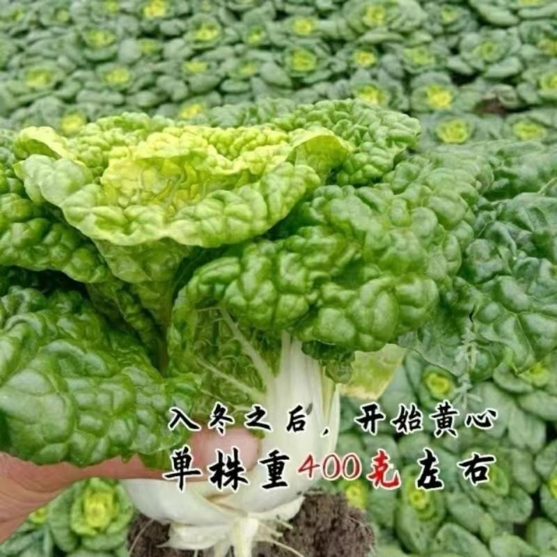 黄心乌塌菜种子耐寒黄心菜种籽菊花心菜籽种易种黄金乌蔬菜种