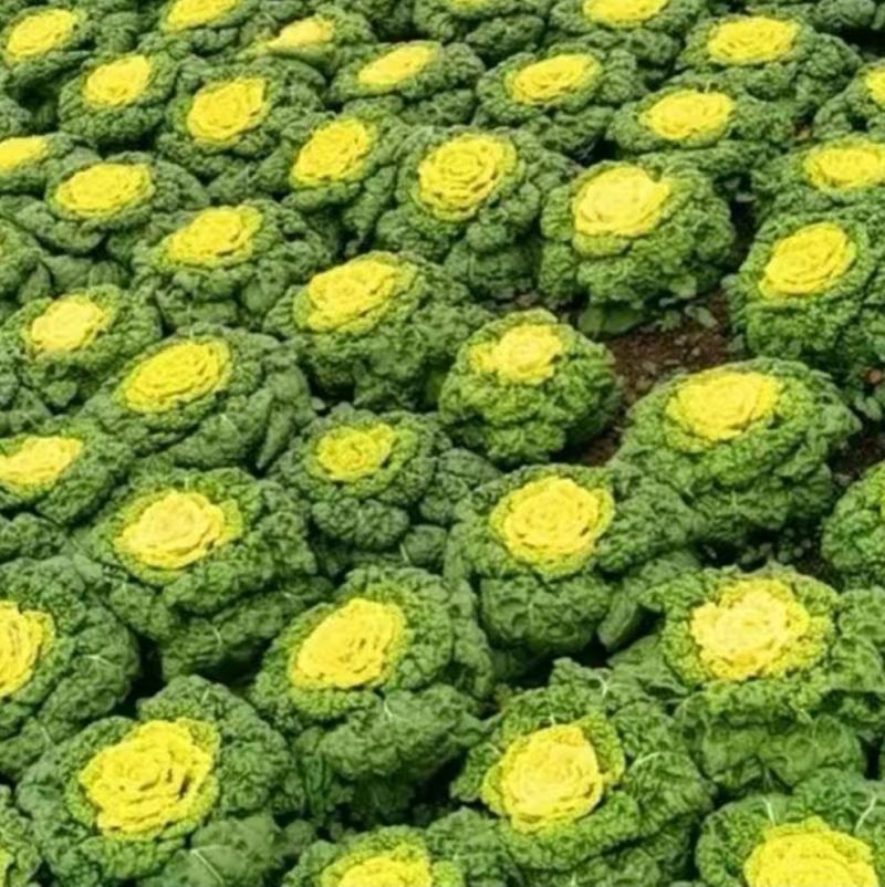黄心乌塌菜种子耐寒黄心菜种籽菊花心菜籽种易种黄金乌蔬菜种