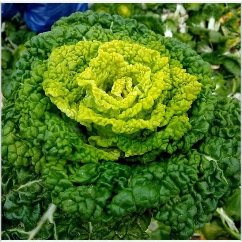 黄心乌塌菜种子耐寒黄心菜种籽菊花心菜籽种易种黄金乌蔬菜种