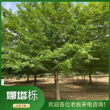 娜塔栎14公分基地，供货速度快！