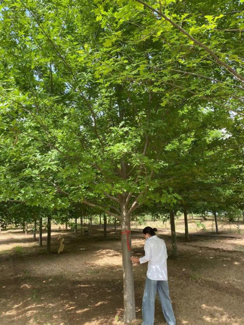 娜塔栎14公分基地，供货速度快！