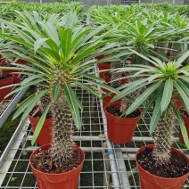 非洲霸王树植物仙人掌类群生造景大型绿植多肉盆栽阳台庭院