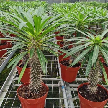 非洲霸王树植物仙人掌类群生造景大型绿植多肉盆栽阳台庭院