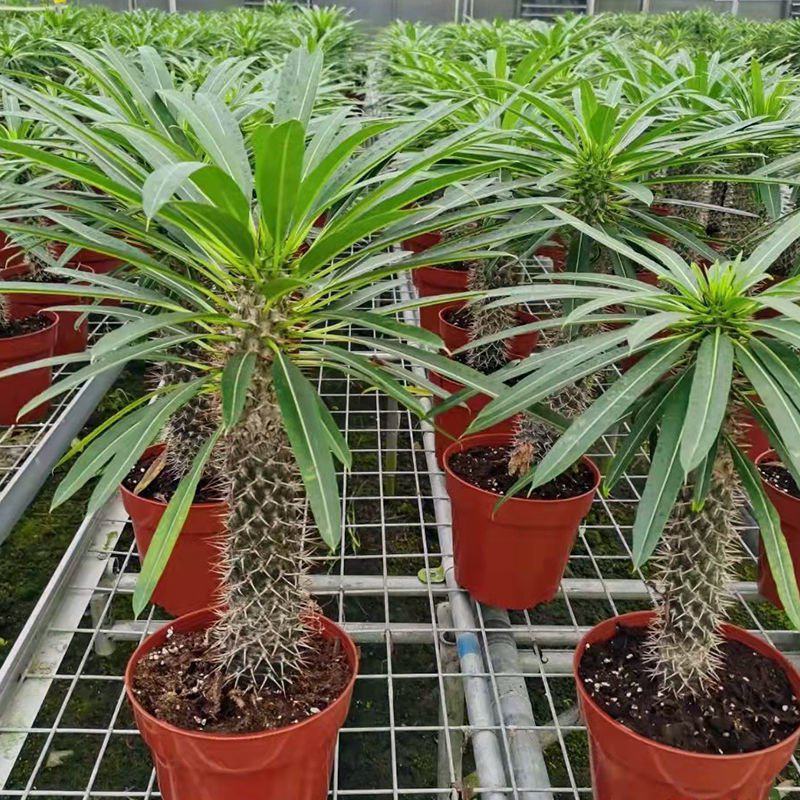 非洲霸王树植物仙人掌类群生造景大型绿植多肉盆栽阳台庭院