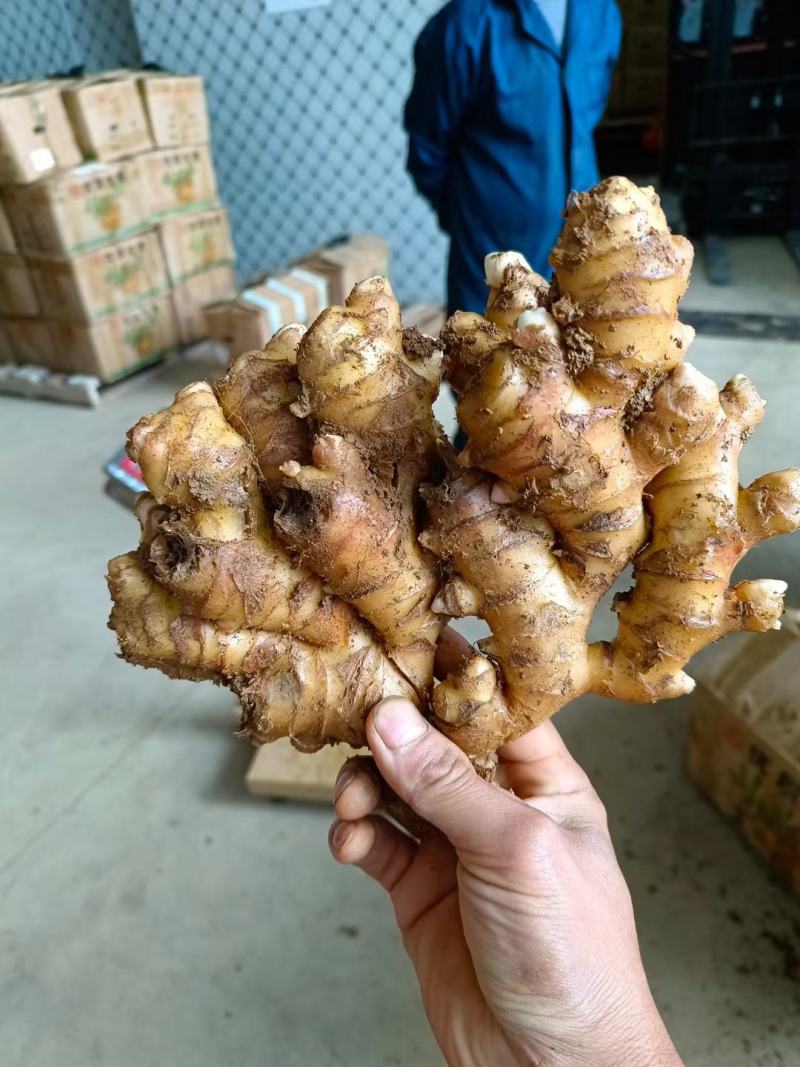 生姜