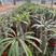 非洲霸王树植物仙人掌类群生造景大型绿植多肉盆栽阳台庭院