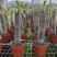 非洲霸王树植物仙人掌类群生造景大型绿植多肉盆栽阳台庭院