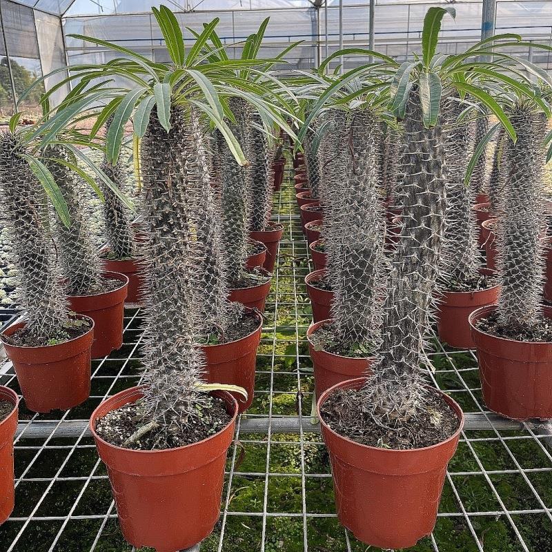 非洲霸王树植物仙人掌类群生造景大型绿植多肉盆栽阳台庭院