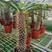 非洲霸王树植物仙人掌类群生造景大型绿植多肉盆栽阳台庭院