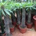 非洲霸王树植物仙人掌类群生造景大型绿植多肉盆栽阳台庭院