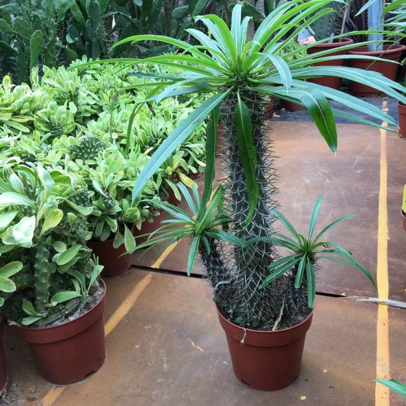 非洲霸王树植物仙人掌类群生造景大型绿植多肉盆栽阳台庭院