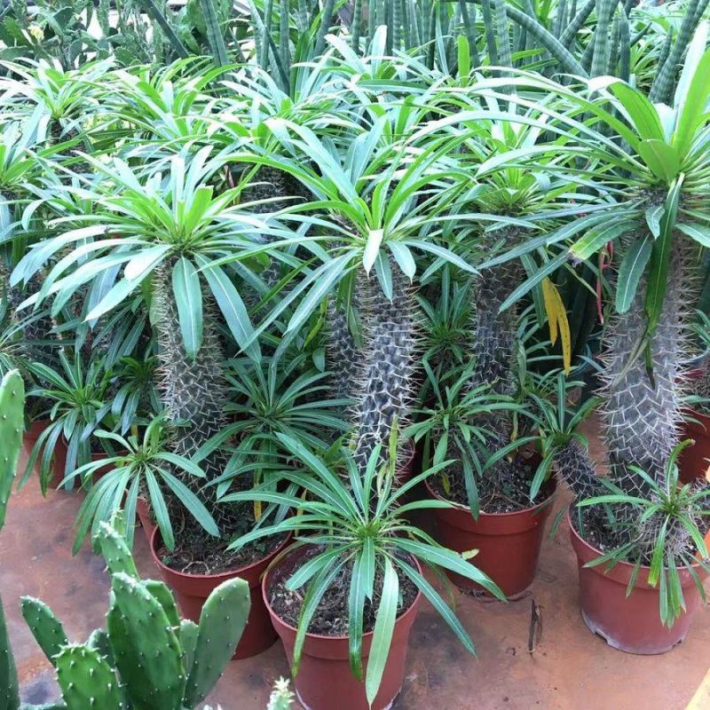 非洲霸王树植物仙人掌类群生造景大型绿植多肉盆栽阳台庭院