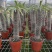 非洲霸王树植物仙人掌类群生造景大型绿植多肉盆栽阳台庭院