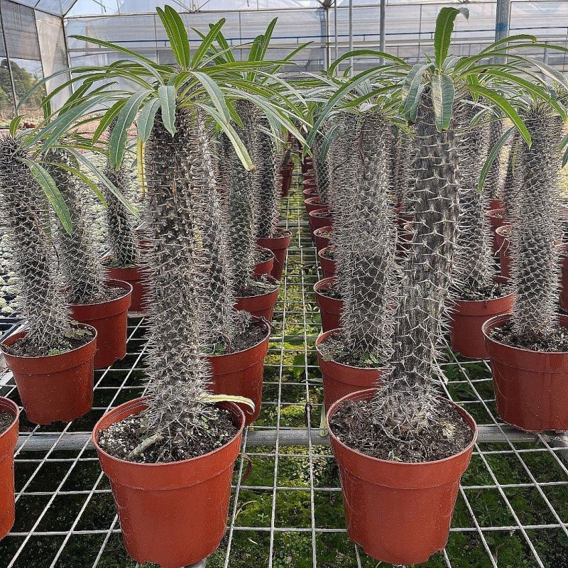 非洲霸王树植物仙人掌类群生造景大型绿植多肉盆栽阳台庭院