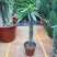 非洲霸王树植物仙人掌类群生造景大型绿植多肉盆栽阳台庭院