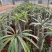 非洲霸王树植物仙人掌类群生造景大型绿植多肉盆栽阳台庭院